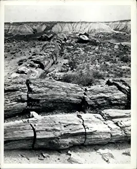 Petrified: Arizona - New Mexico