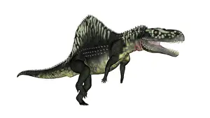 Archosauria: Arizonasaurus dinosaur