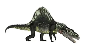 Archosauria: Arizonasaurus dinosaur