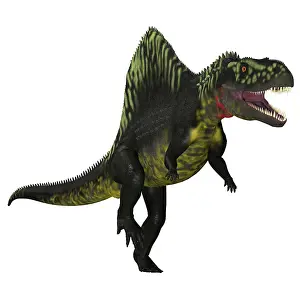 Archosauria: Arizonasaurus dinosaur on white background