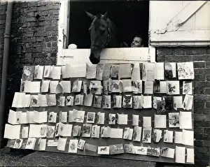 Kempton: Arkle, racehorse, with get well cards