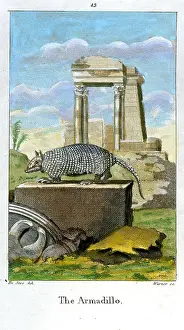 Armadillo: Armadillo