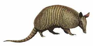 Armadillo: Armadillo