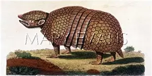 Armadillo: ARMADILLO