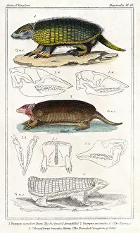 Armadillo: ARMADILLO/ANIMAL KINGDOM