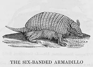 Armadillo: ARMADILLO (BEWICK)