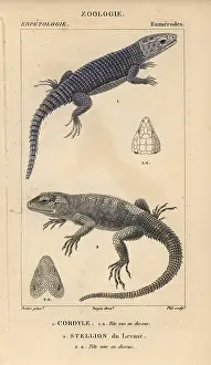 Armadillo: Armadillo girdled lizard, Cordylus cataphractus