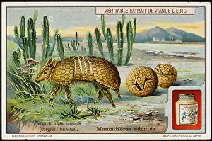 Armadillo: ARMADILLO (LIEBIG)