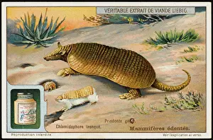 Liebig: ARMADILLO (LIEBIG)