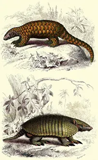 Profiles: An Armadillo and a Pangolin