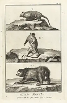 Opossum: Armadillo, sloth and opossum