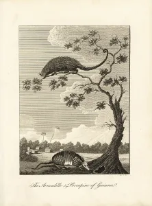 Barlow: Armadillo and tree porcupine