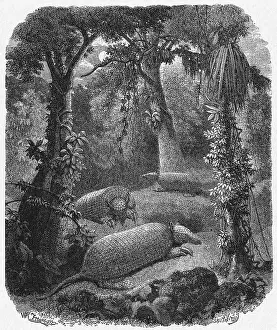 Jungles: ARMADILLOS CHEZ EUX