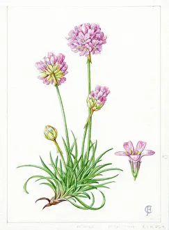 Bentham: Armeria maritima - thrift