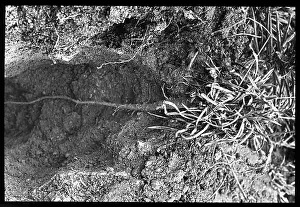 Armeria: Armeria Plantaginea root