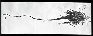 Armeria: Armeria Plantaginea taproot