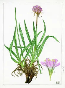 Bentham: Armeria plantaginea - thrift