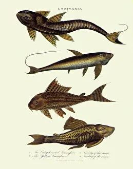 Catfish: Armor and Sucker Catfish