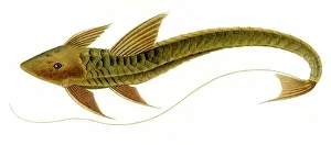 Catfish: Armored Catfish, Loricaria cataphracta