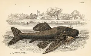Schomburgk: Armored catfish species, Acanthicus hystrix