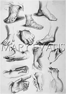 Anatomy: ARMS & LEGS/1810