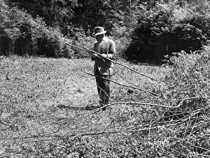Afforestation: US Army cuts down saplings