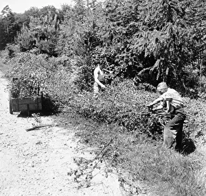 Deforestation: Us army cuts young wood