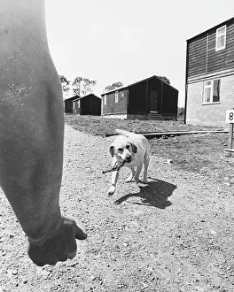 Retrieve: Army sniffer dog at work