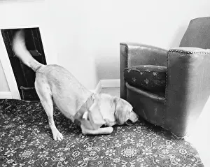 Sniffer: Army sniffer dog at work