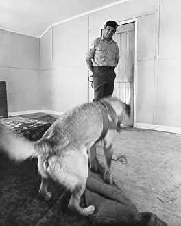 Sniff: Army sniffer dog at work
