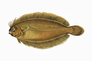 Laterna: Arnoglossus laterna, or Scaldfish