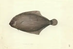 Flatfish: Arnoglossus scapha