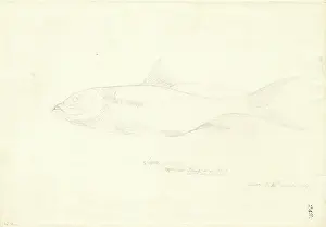 1754 1794: Arothron hispidus, stars and stripes toadfish