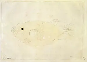 Meleagris: Arothron meleagris, puffer fish