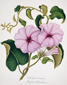 Bind: Arqyroia splendens, elephant creeper