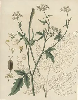 Bogota: Arracacha, Arracacia xanthorrhiza