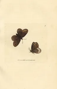 Arran: Arran brown, Erebia ligea