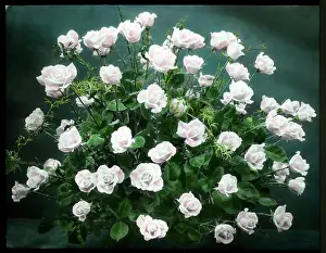 Rosaceae: Arrangement of pale pink roses