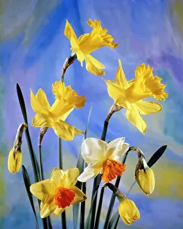 Cupped: Arrangement of Various Kinds of Spring Blooming