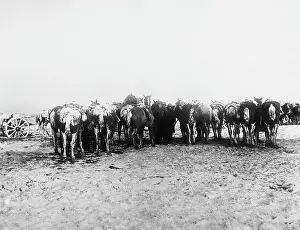 Sheltering: Arras 1917