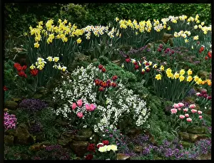 Daffodil: Array of spring flowers in a rock garden