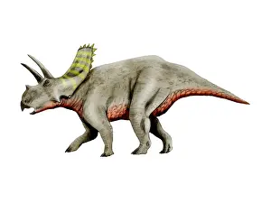 Chasmosaurinae: Arrhinoceratops dinosaur