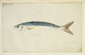 Salmoniformes: Arripis trutta, Australian salmon