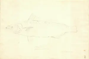 1754 1794: Arripis trutta, eastern Australian salmon