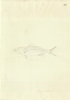 1754 1794: Arripis trutta, eastern Australian salmon