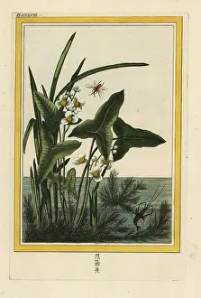 Chinoiserie: Arrowhead, Sagittaria sagittifolia