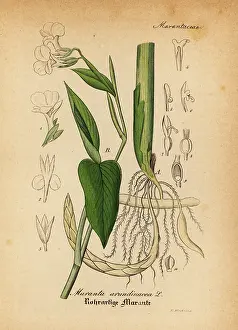 Artus: Arrowroot, Maranta arundinacea