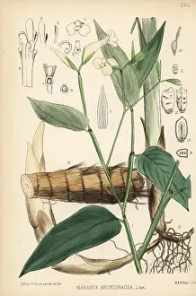 Arrowroot: Arrowroot or maranta, Maranta arundinacea