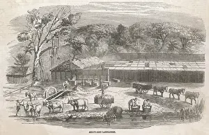 Arrowroot: ARROWROOT PRODUCTION