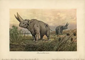 Arsinoitherium: Arsinoitherium, an extinct genus of paenungulate